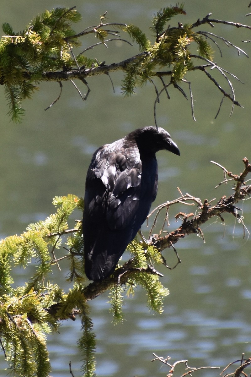 Common Raven - ML594324651