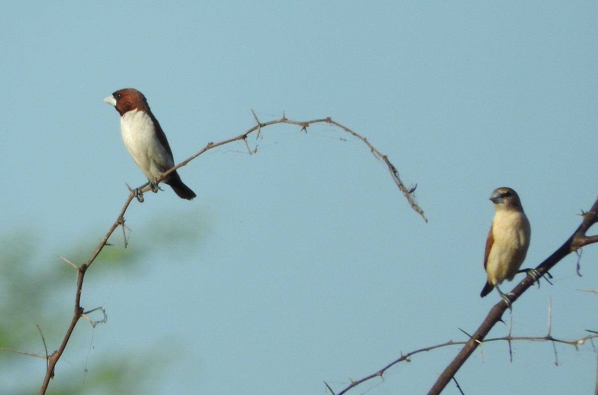 Five-colored Munia - Sandy Gayasih