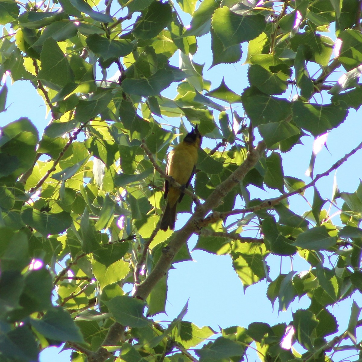 Orchard Oriole - ML594324891