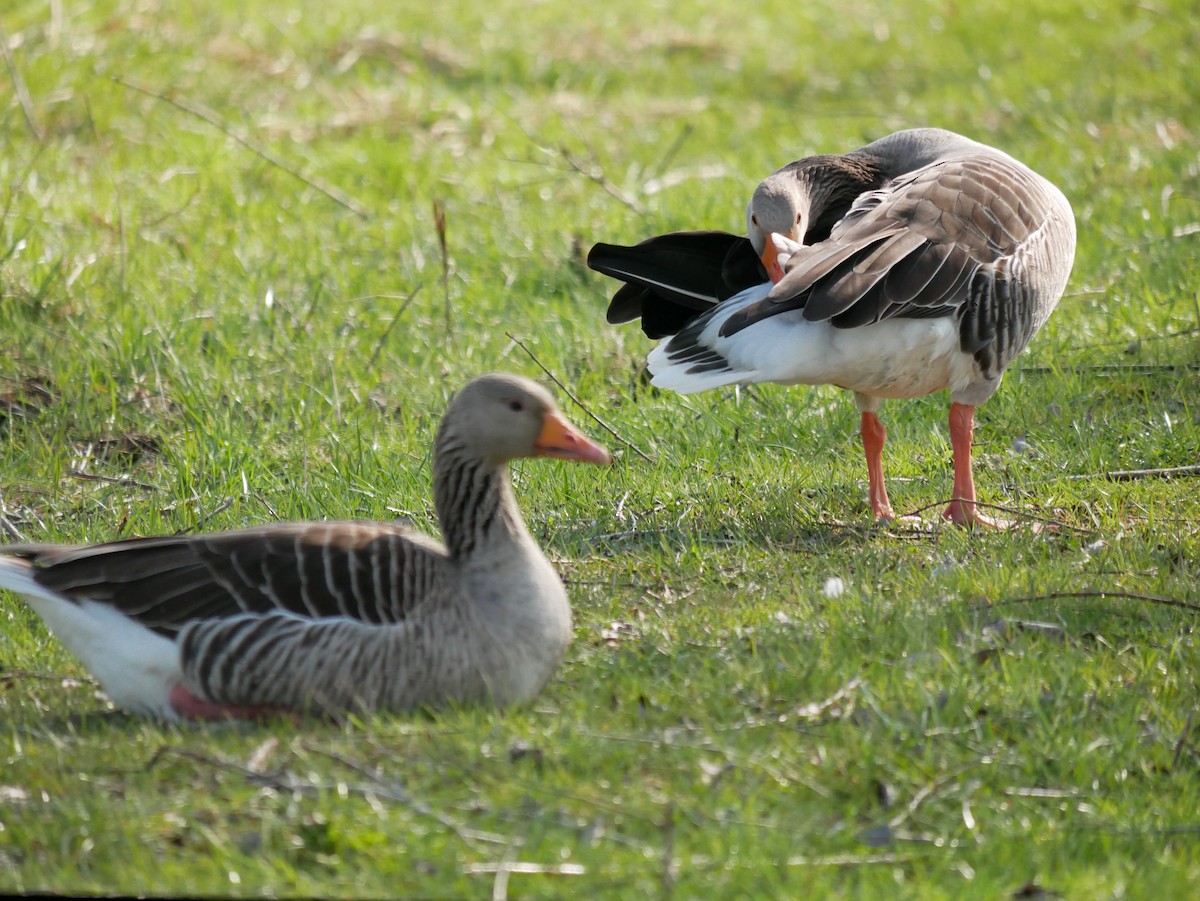 Graylag Goose - ML594326121