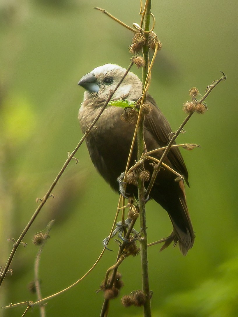 Gray-headed Munia - ML594326201