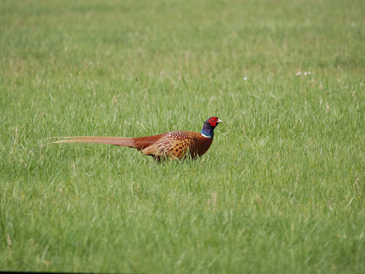 Ring-necked Pheasant - ML594326481