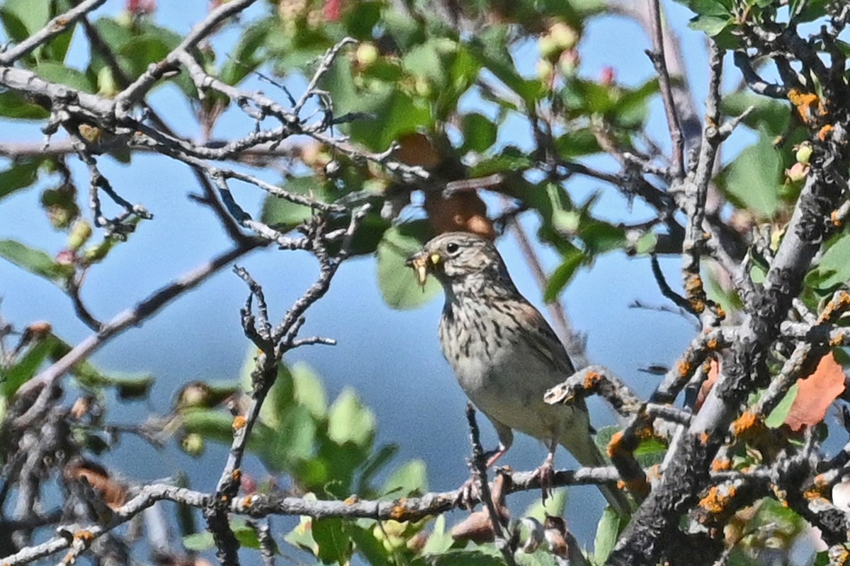 Vesper Sparrow - Faye Spencer