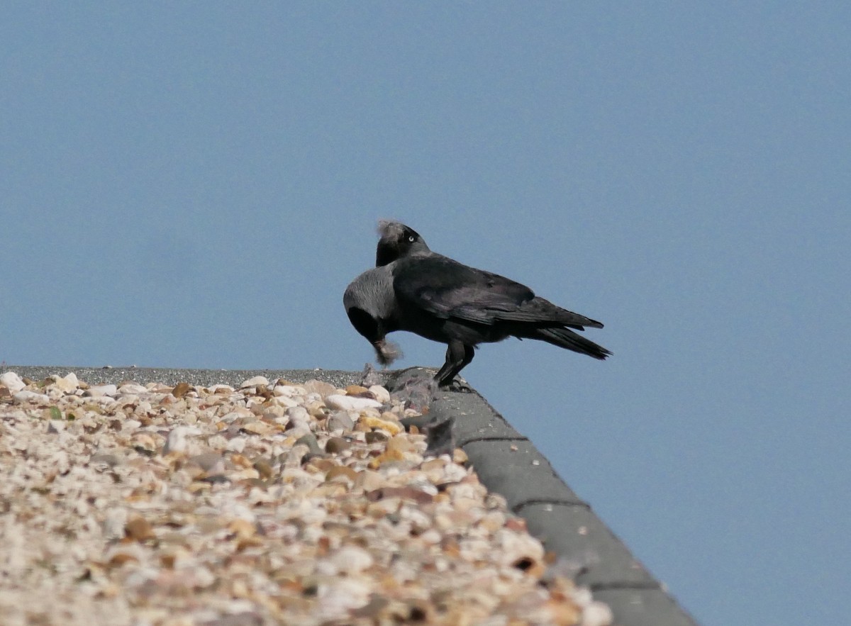 Eurasian Jackdaw - ML594326821