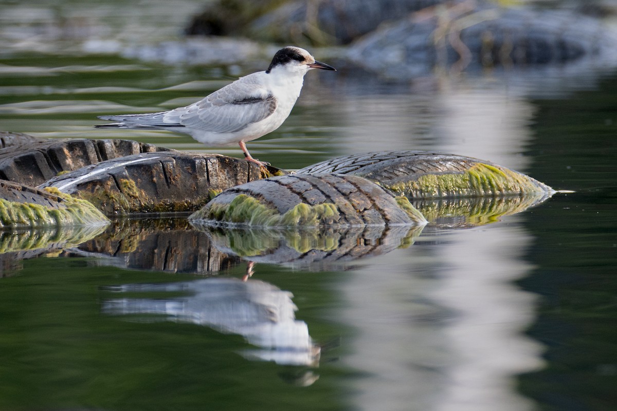 Common Tern - ML594327271