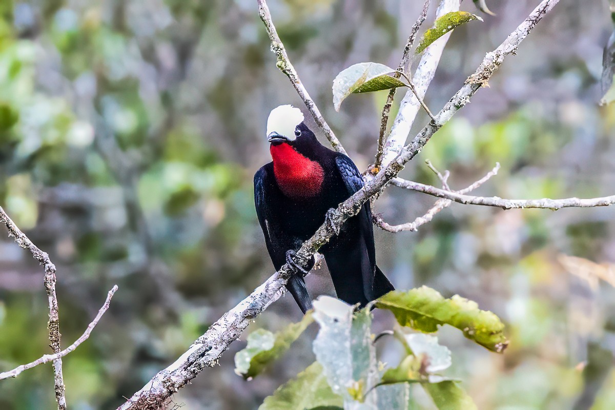 White-capped Tanager - graichen & recer