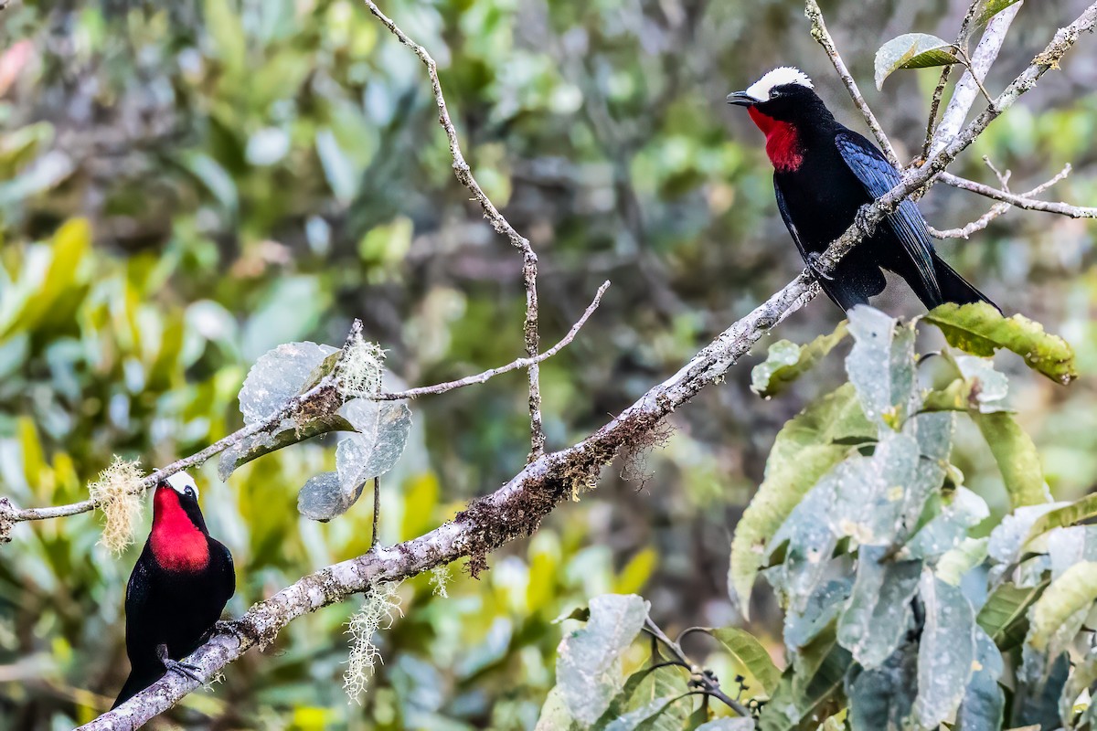 White-capped Tanager - ML594328361