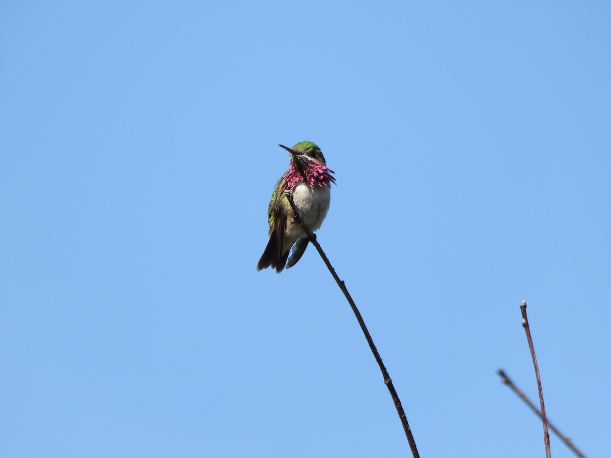 Calliope Hummingbird - ML594328591