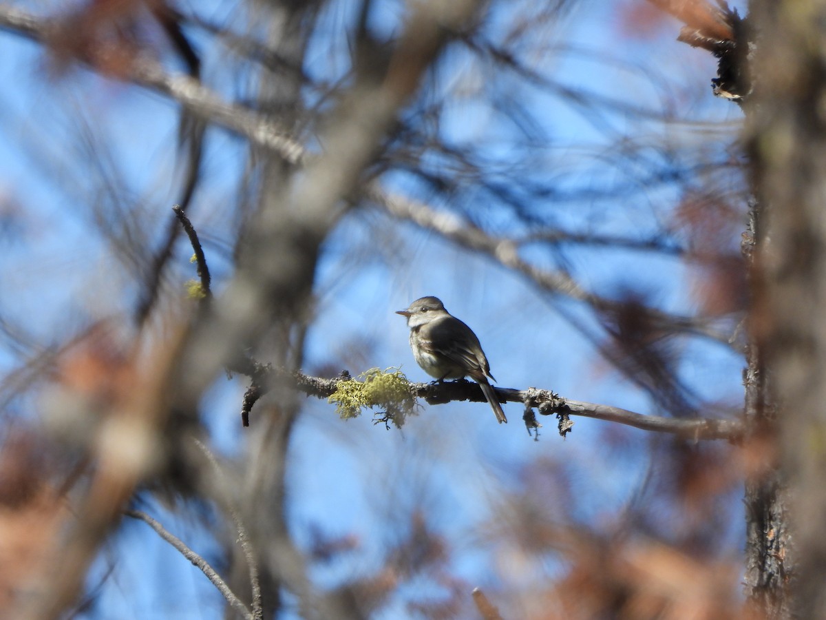 Gray Flycatcher - ML594328821