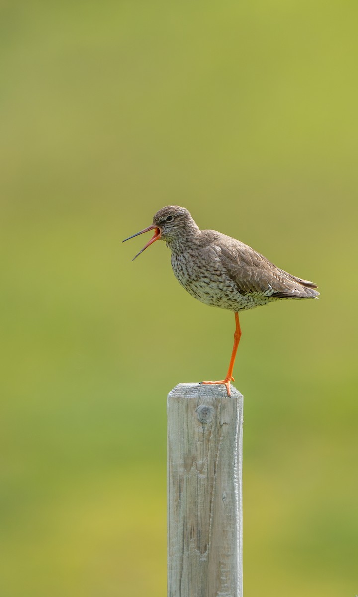 Common Redshank - ML594329241