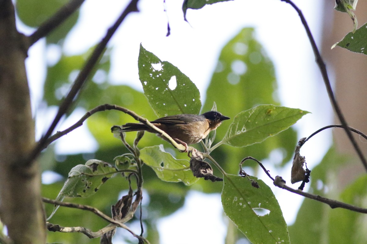 Black-eared Hemispingus (Black-eared) - ML594330171