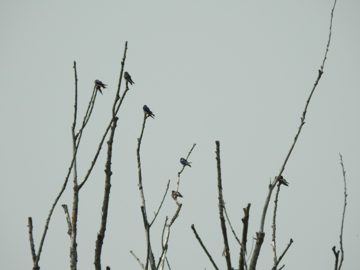 Tree Swallow - ML594330681