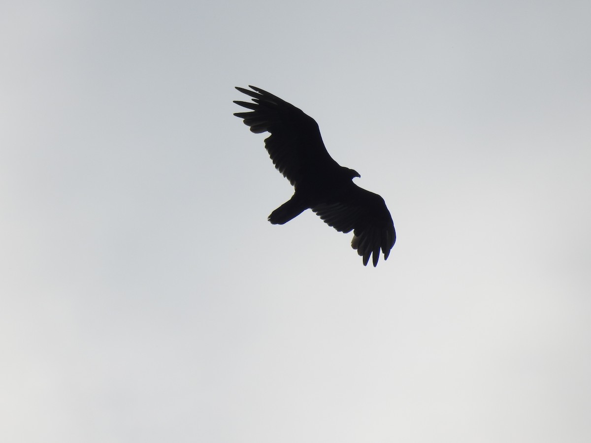 Turkey Vulture - ML594330691