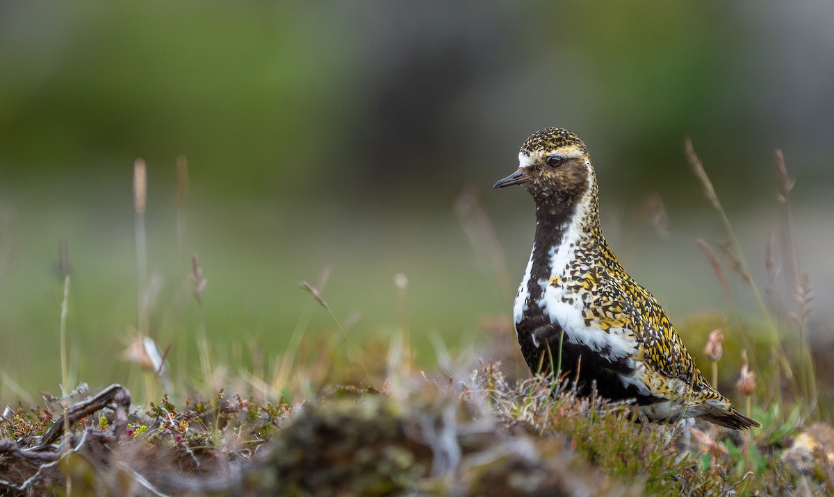 European Golden-Plover - ML594330721