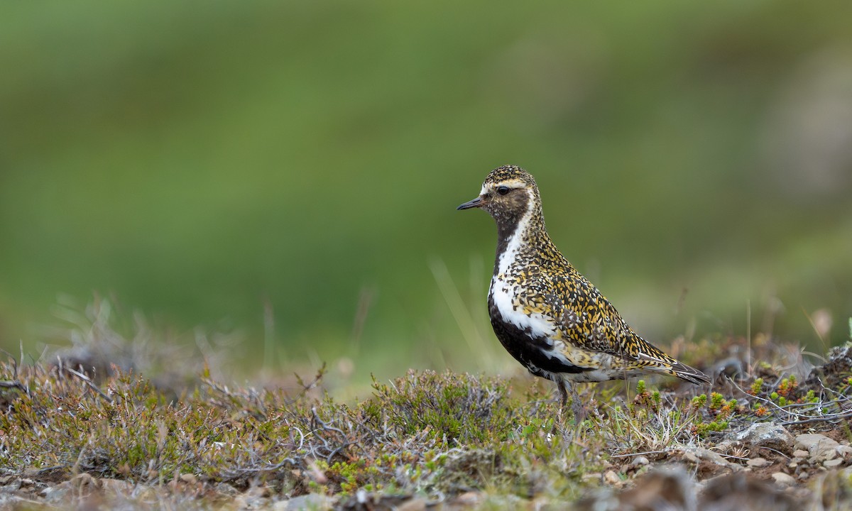 European Golden-Plover - ML594330731