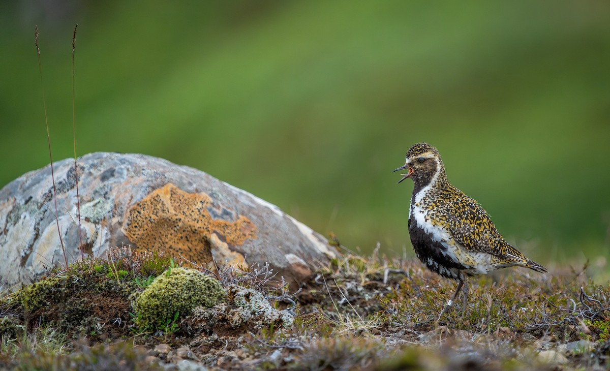 European Golden-Plover - ML594330771