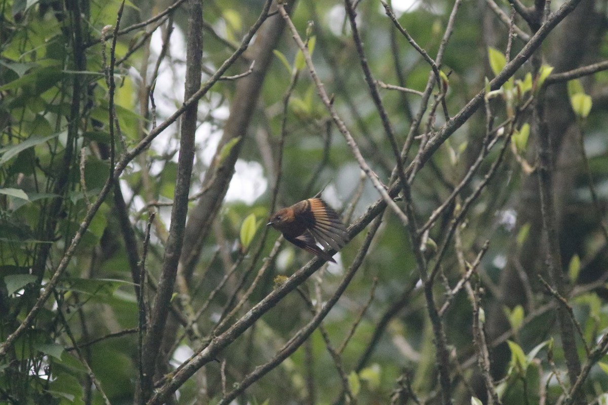 Cinnamon Flycatcher (Andean) - ML594330831
