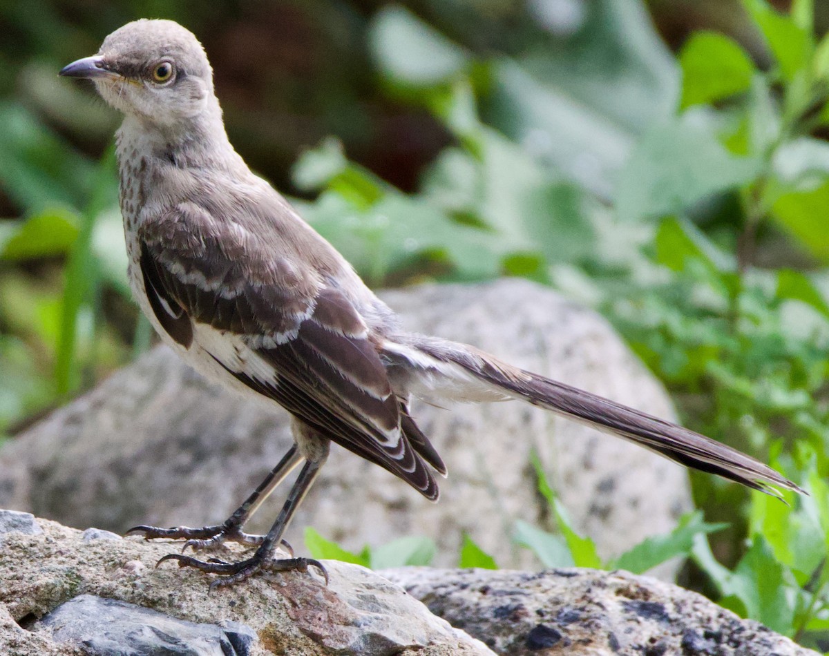 Northern Mockingbird - ML594331021