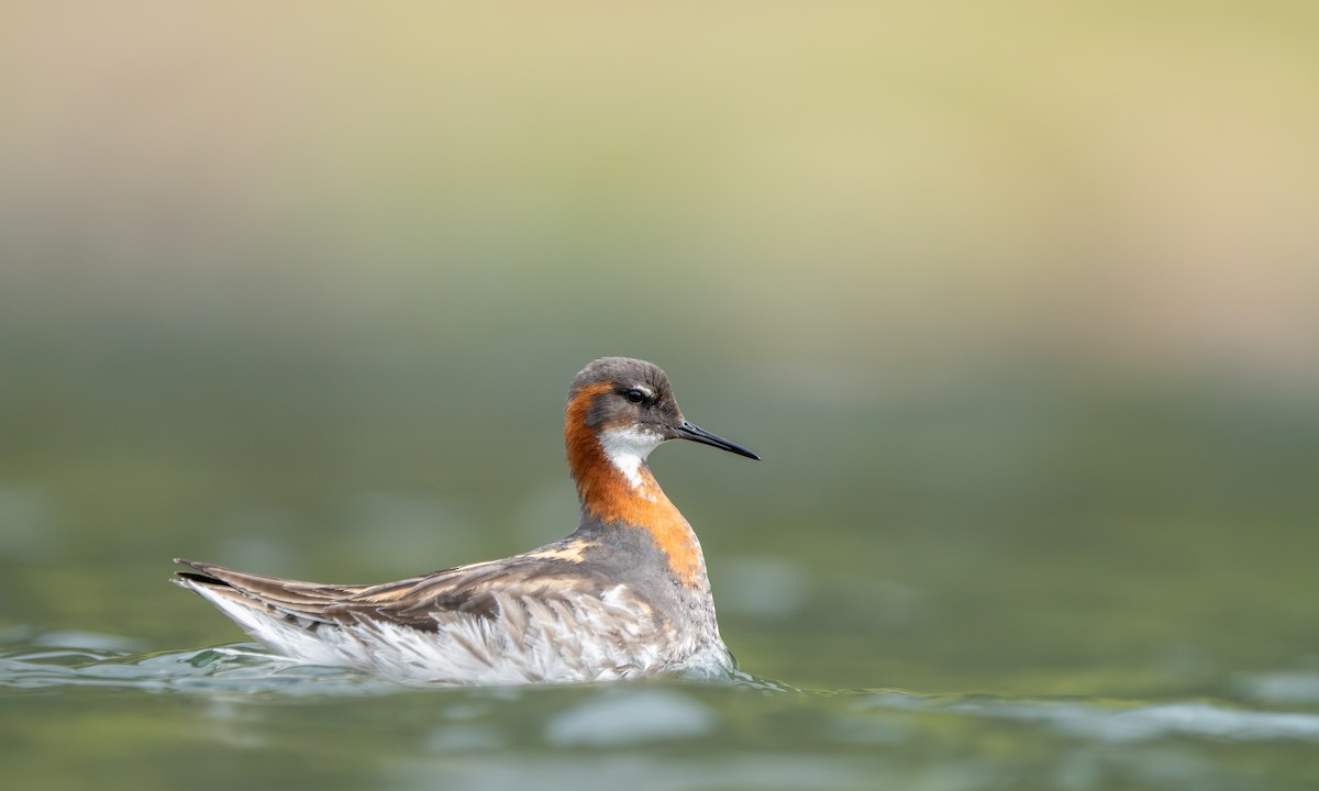 Red-necked Phalarope - Joshua Hogan