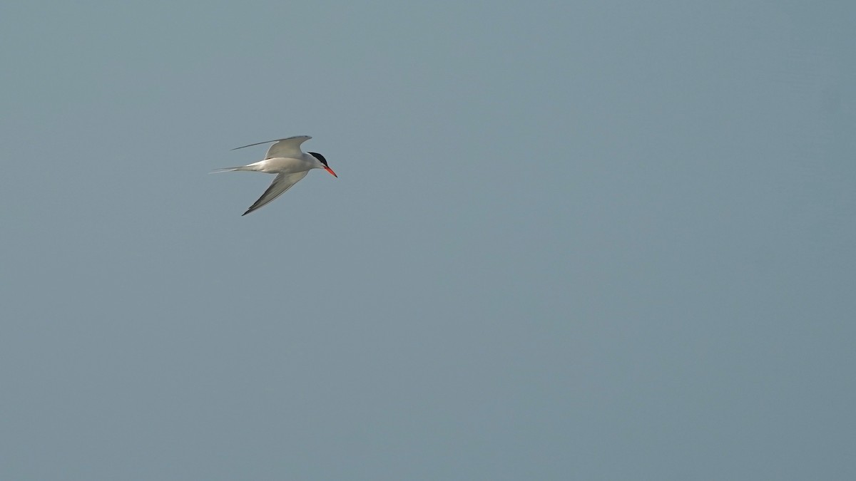 Common Tern - ML594331671