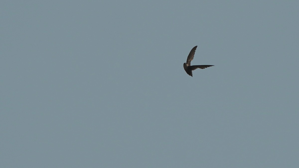 Chimney Swift - Indira Thirkannad