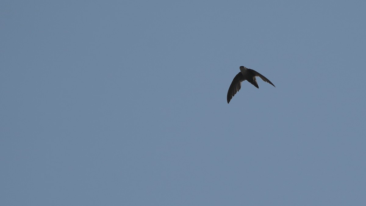 Chimney Swift - Indira Thirkannad