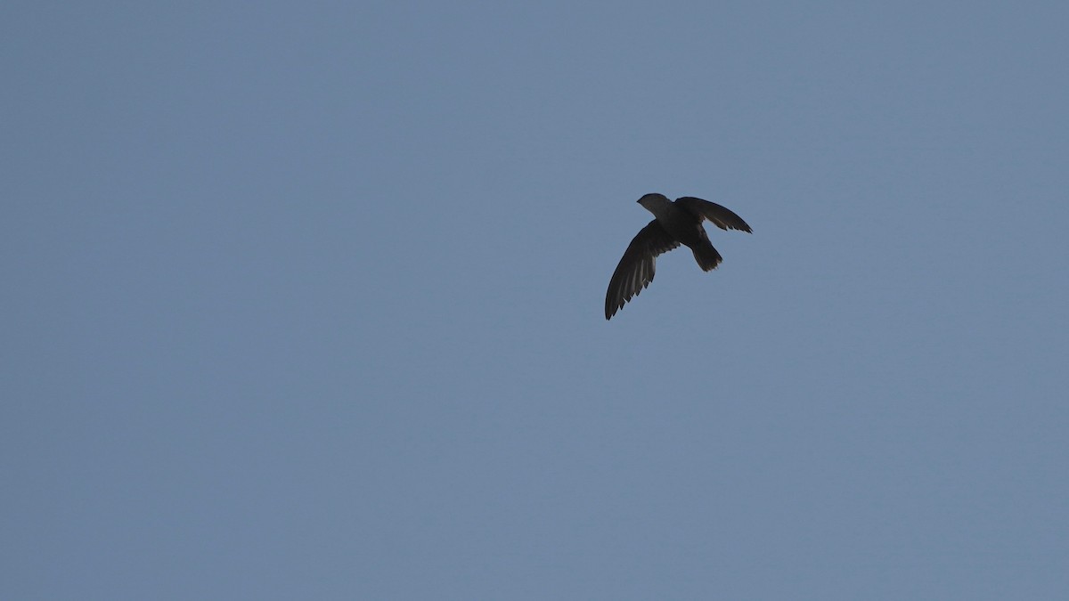 Chimney Swift - ML594331751