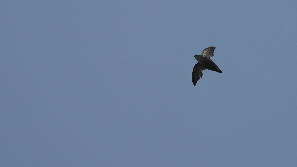 Chimney Swift - ML594331781