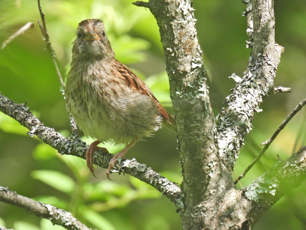 White-throated Sparrow - ML594333601