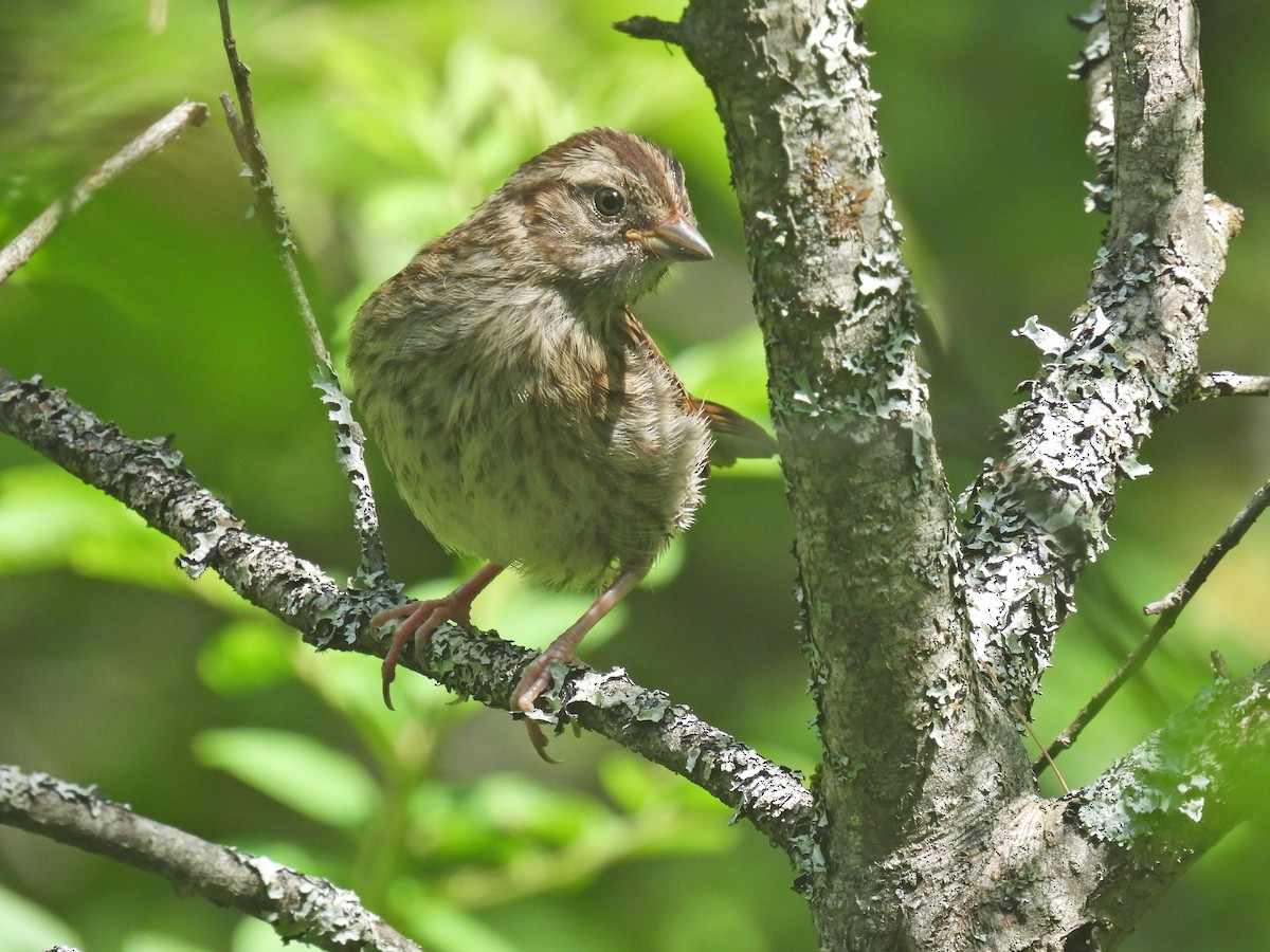 White-throated Sparrow - ML594333611