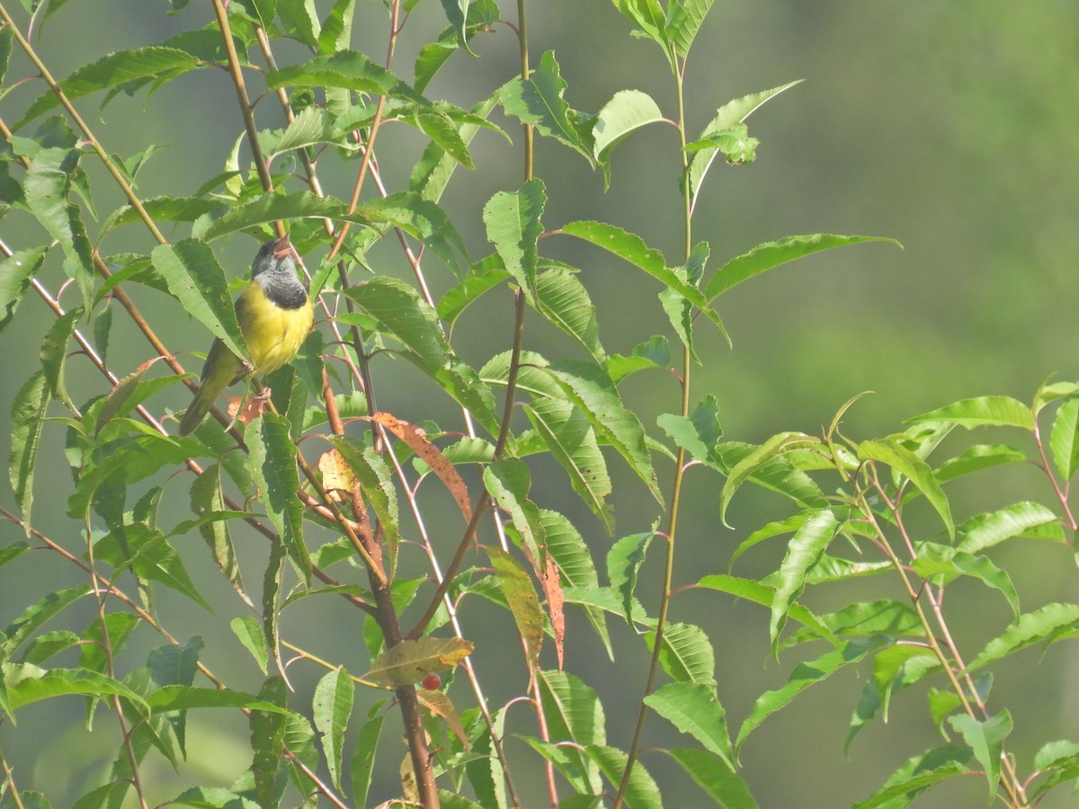 Mourning Warbler - James Smith