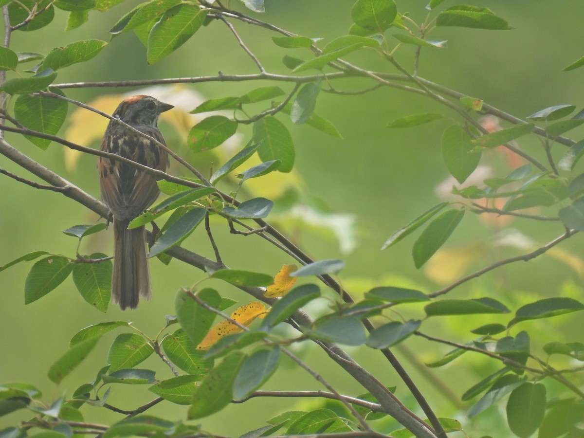 Swamp Sparrow - ML594334011