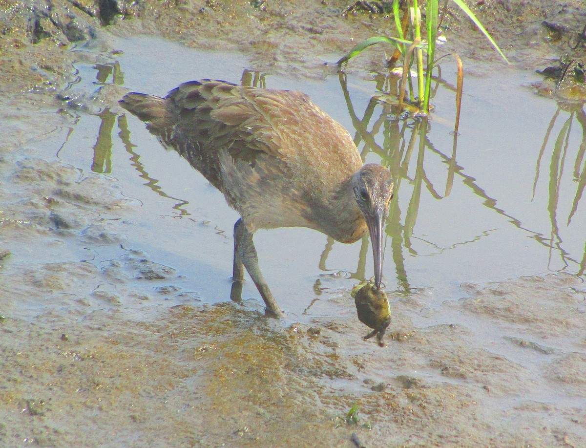 Clapper Rail - ML594334141