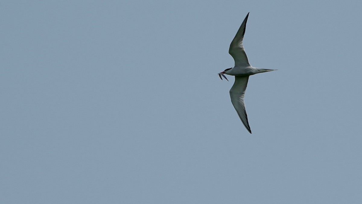 Common Tern - Indira Thirkannad