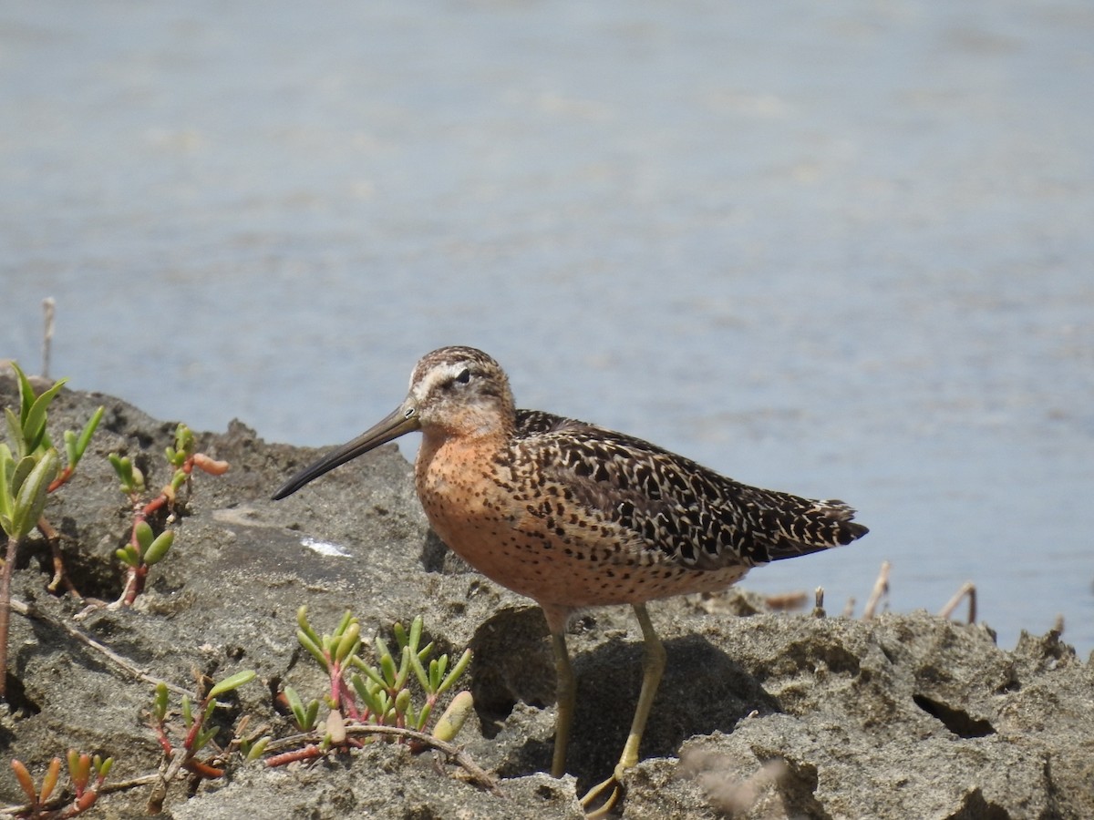 Short-billed Dowitcher - ML594335111