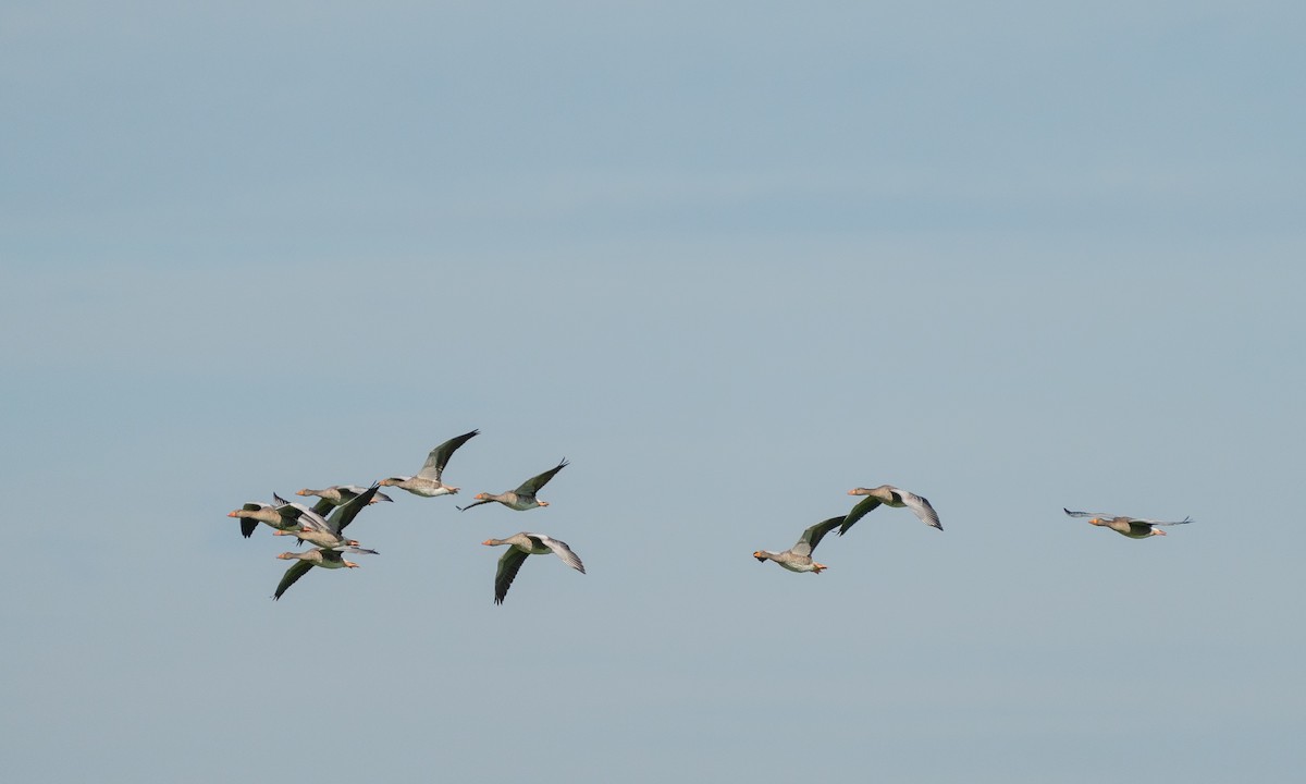 Graylag Goose - ML594335591