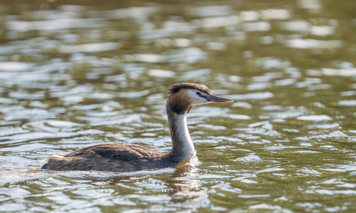 Great Crested Grebe - ML594335651