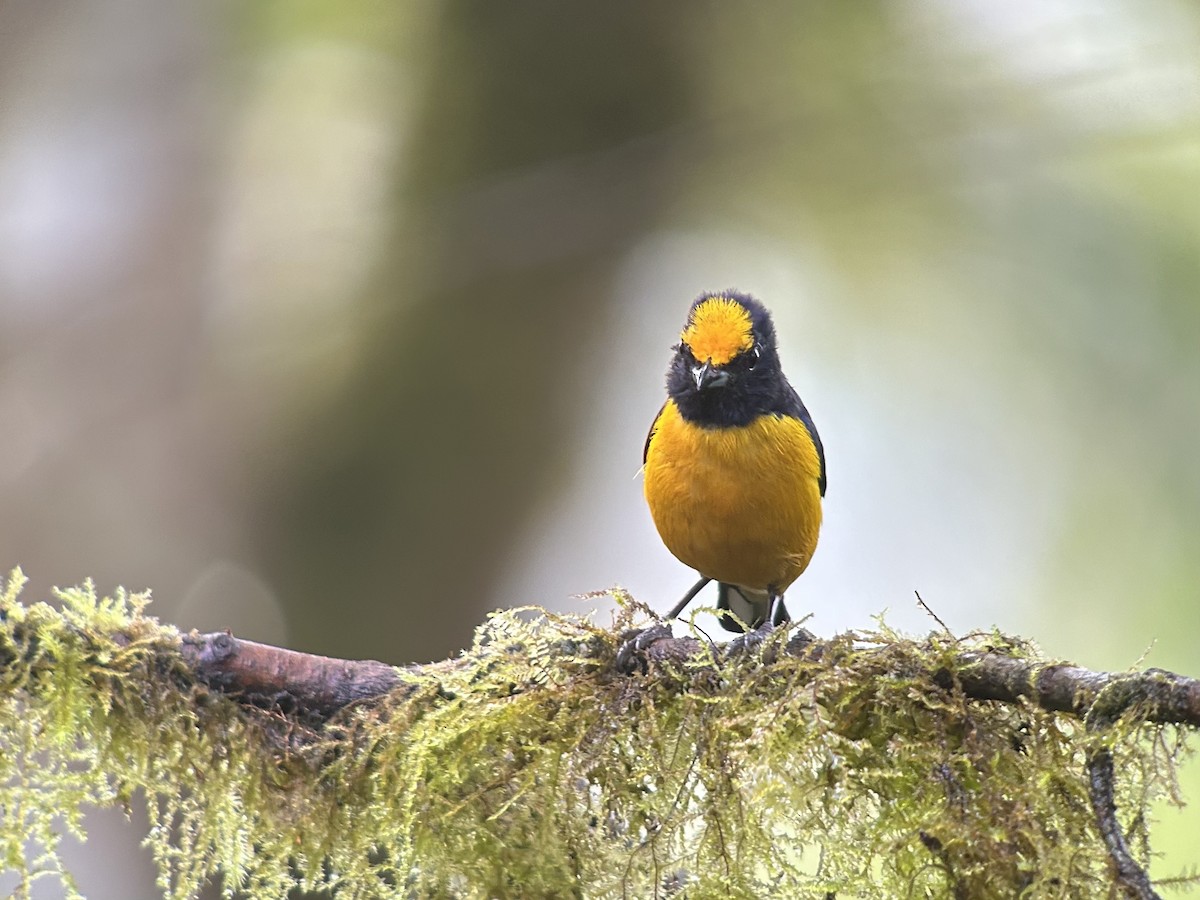 Orange-bellied Euphonia - ML594335721