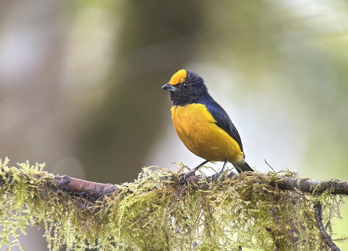 Orange-bellied Euphonia - ML594335731