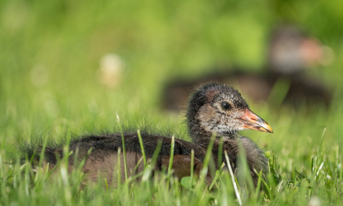 Eurasian Moorhen - ML594335771