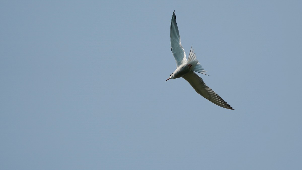 Common Tern - Indira Thirkannad
