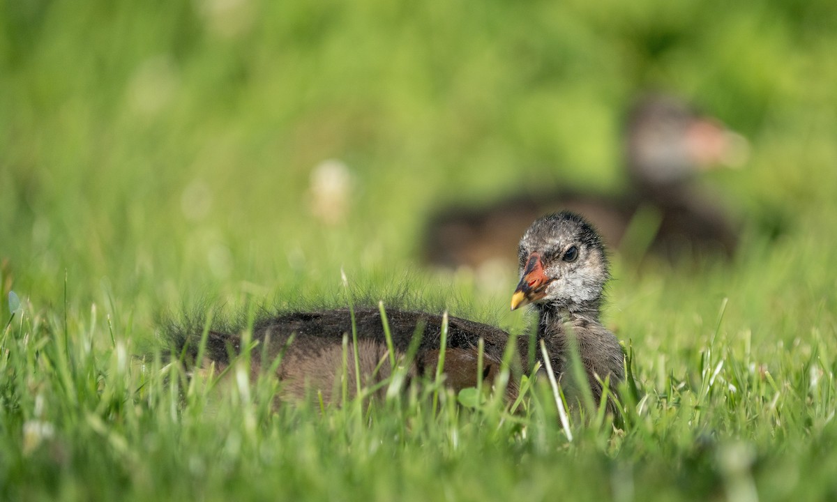 Eurasian Moorhen - ML594335801