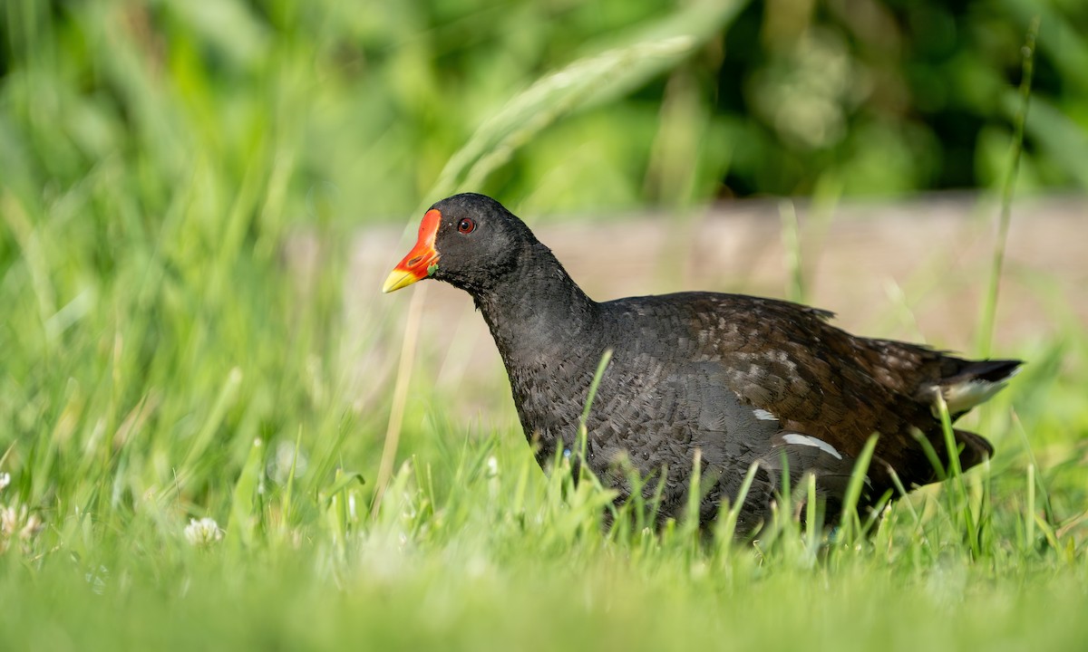 Eurasian Moorhen - ML594335821