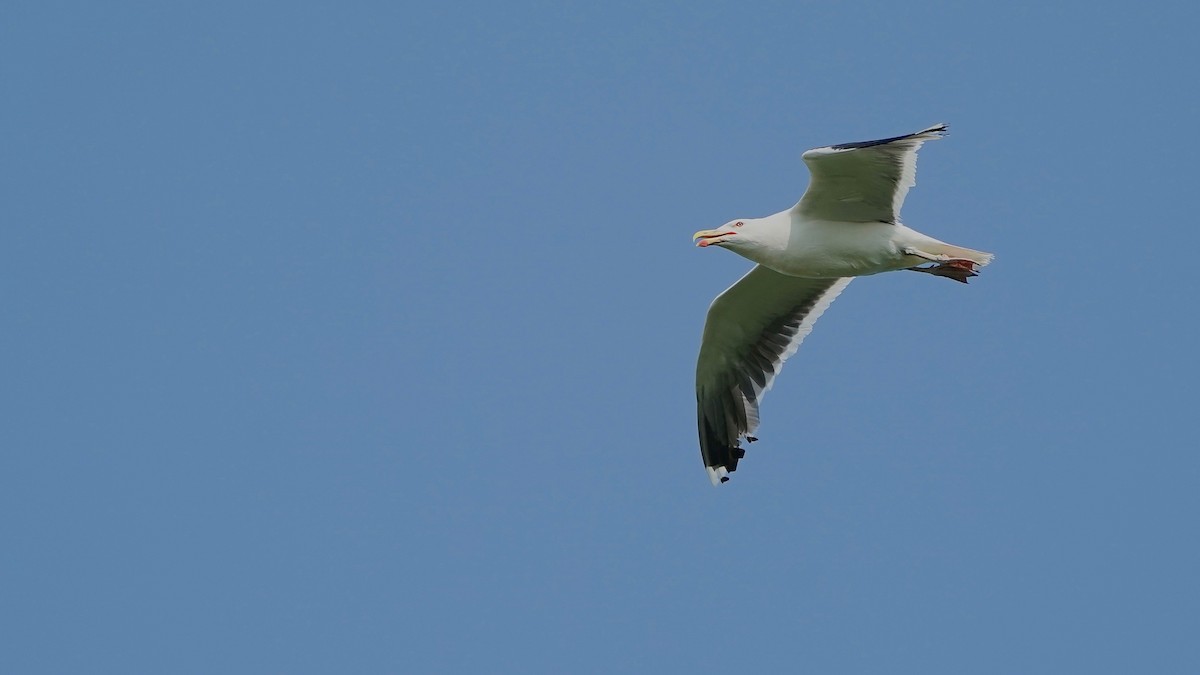 Great Black-backed Gull - ML594335861