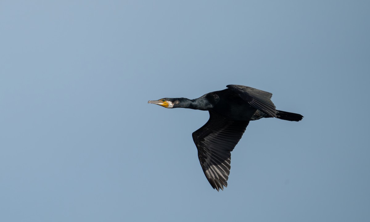 Great Cormorant - ML594336021