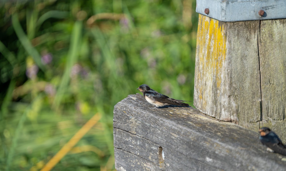 Golondrina Común - ML594336101