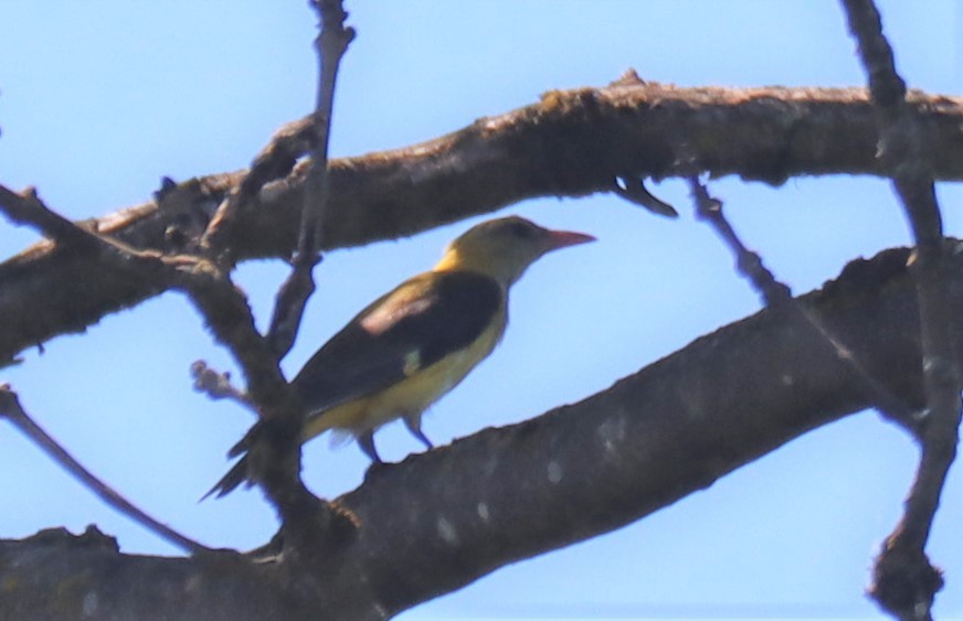 Эгэл шаргач - ML594336921