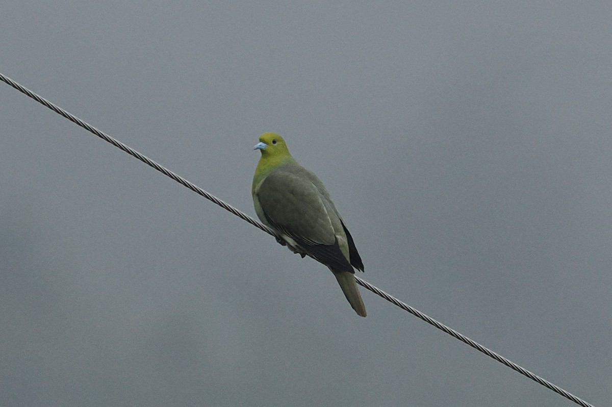 White-bellied Green-Pigeon - ML594337631