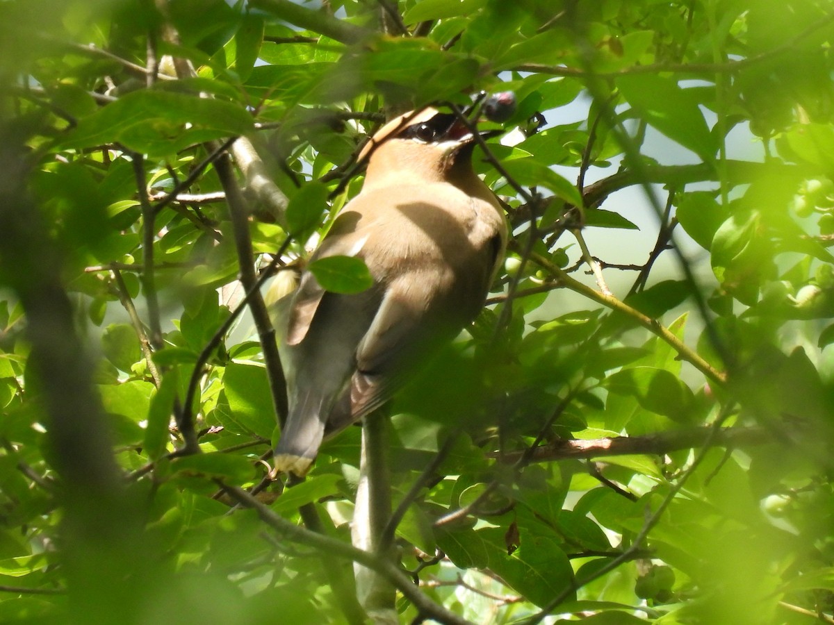 Cedar Waxwing - Lisa Schibley