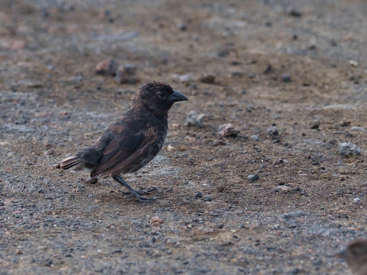 Common Cactus-Finch - ML594337851